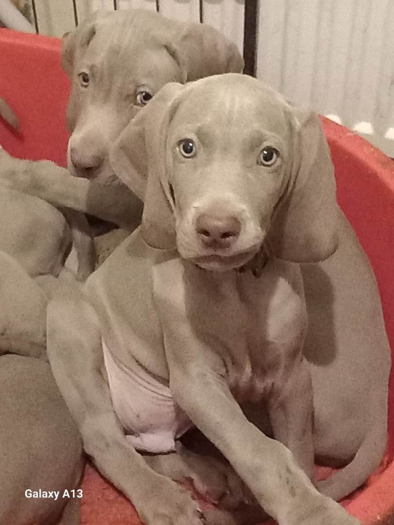 KC Reg Weimaraner puppies 