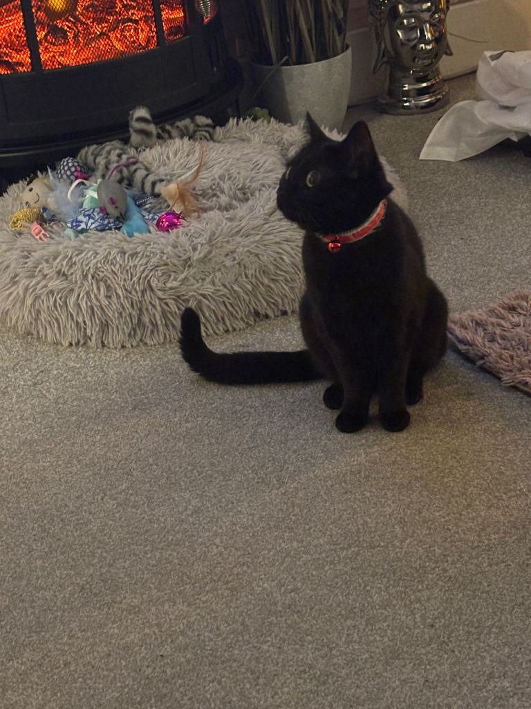 In need of loving home