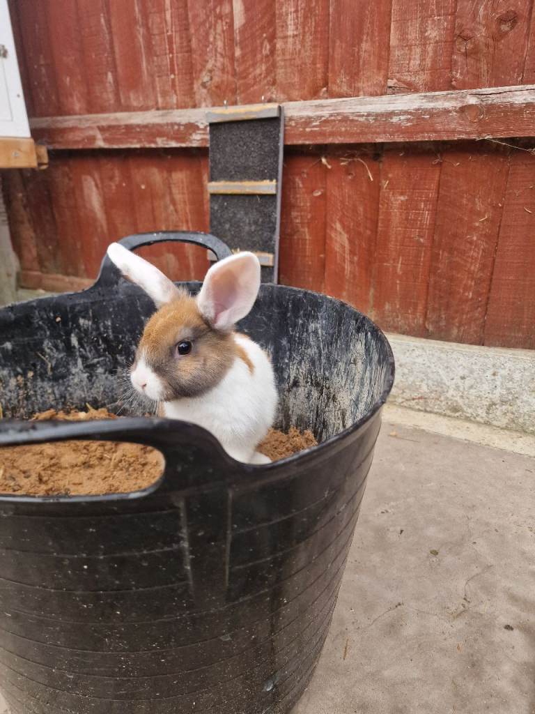 Bunnies - Lop/Rex mix
