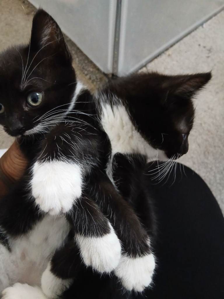 X2 Female kittens 