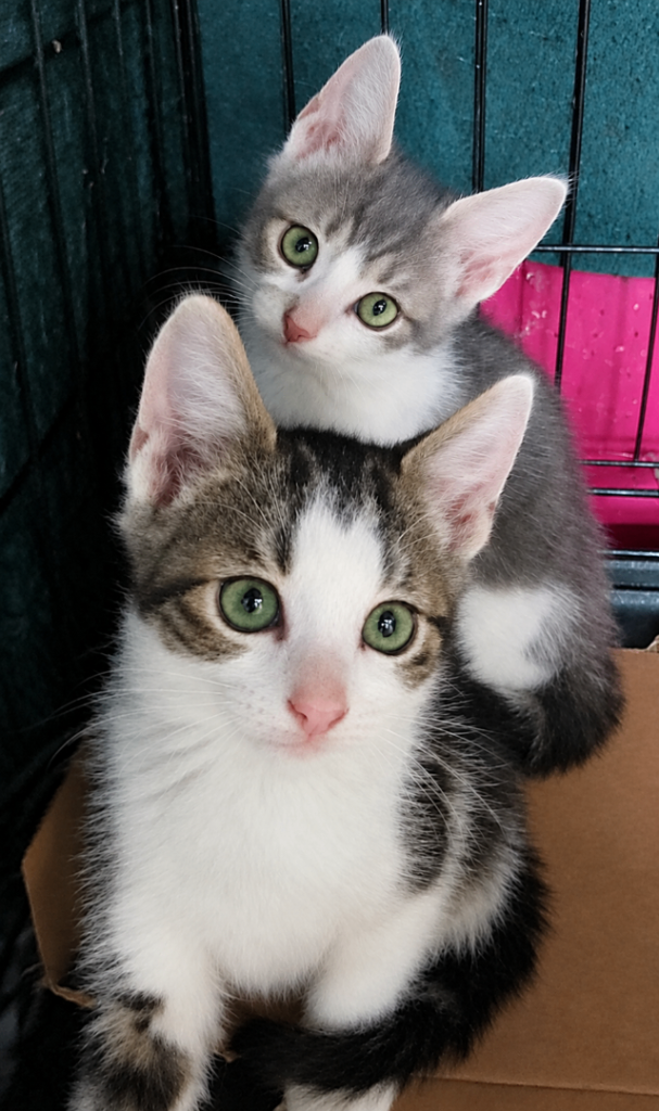 Kittens British Shorthair