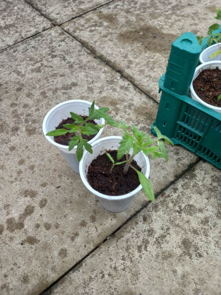 Tomatoes plant available 