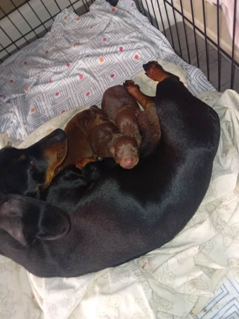 Miniature daschund 