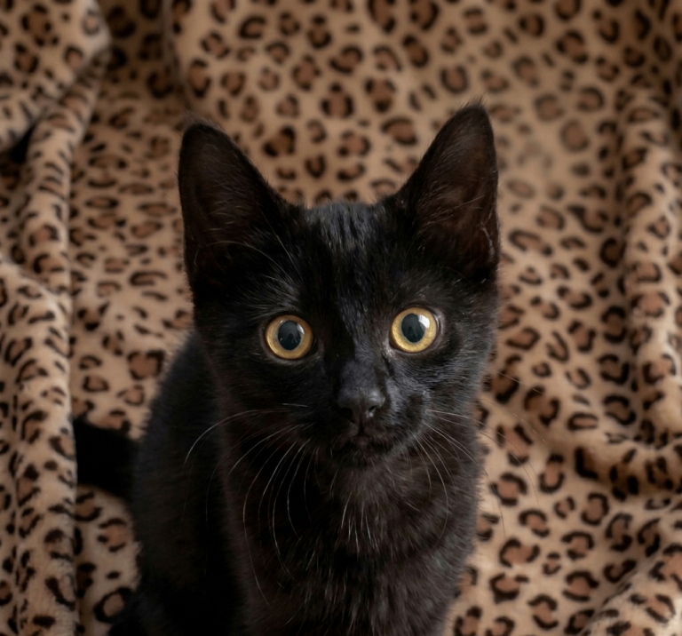 Black Beautiful Kitten with Golden Eyes. Healthy & Playful. Ready to take to a new home