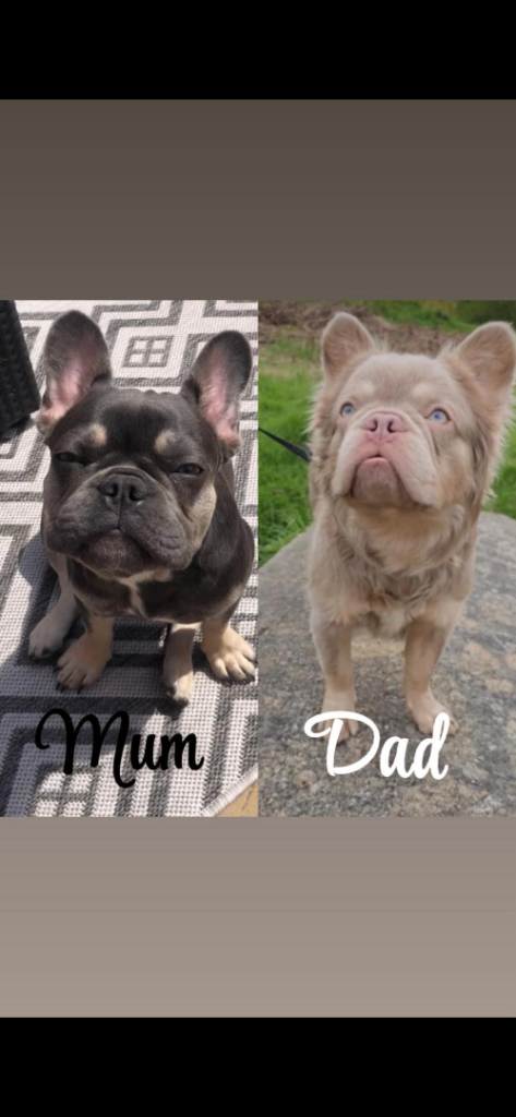 French bull dog puppies 