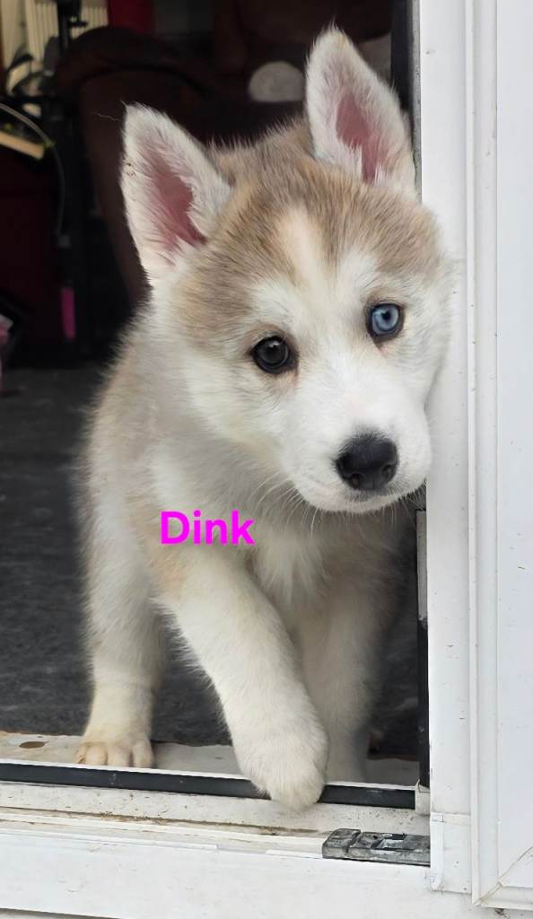 Siberian husky x German shepherd 