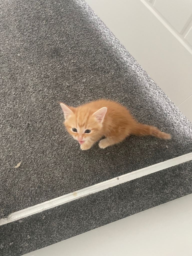 Tabby ginger kitten 