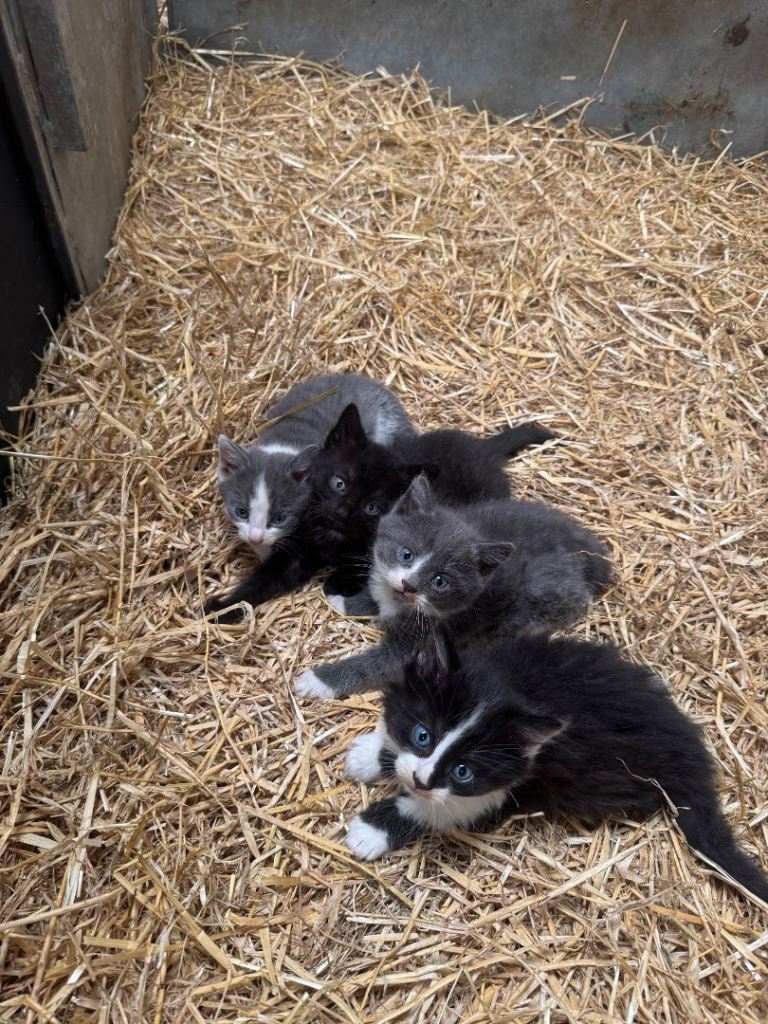 4 Beautiful Kitten For Sale - Available now £120