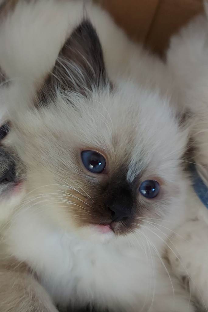 Super cute Ragdoll Kittens