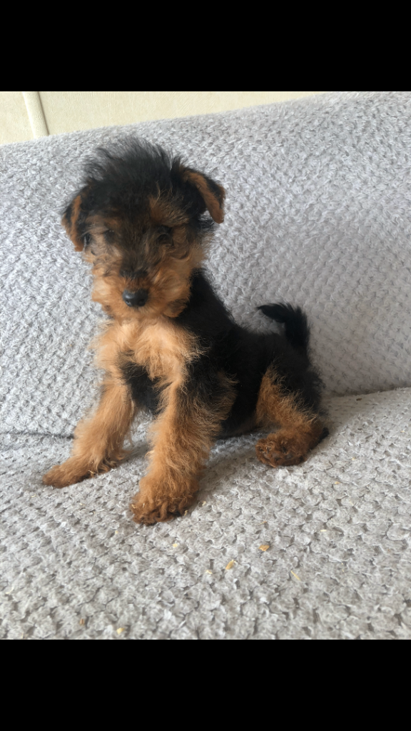 Welsh terrier ready now