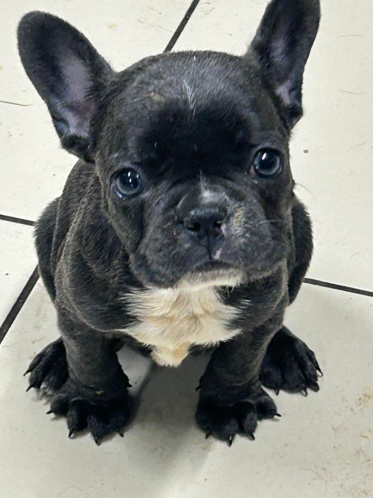 French Bulldog Puppies 