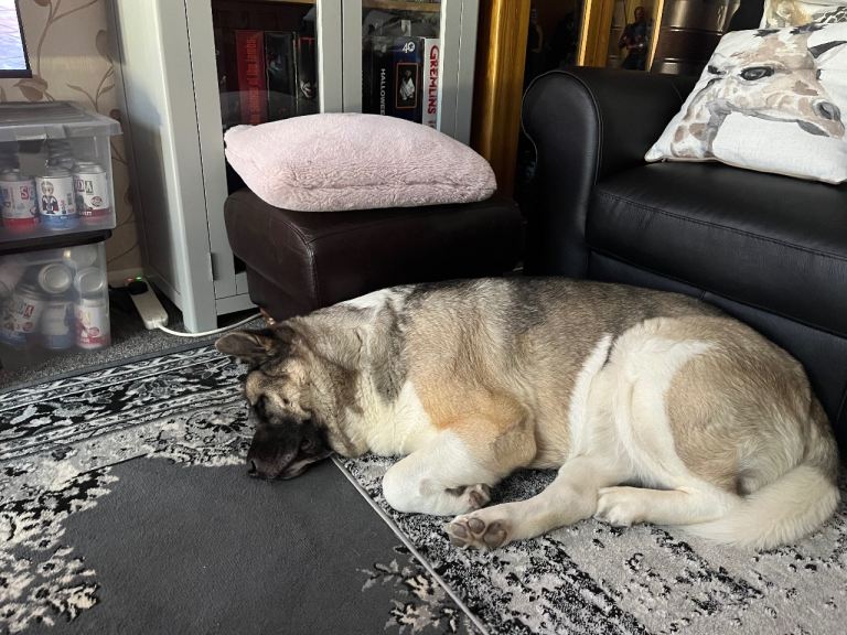American Akita 