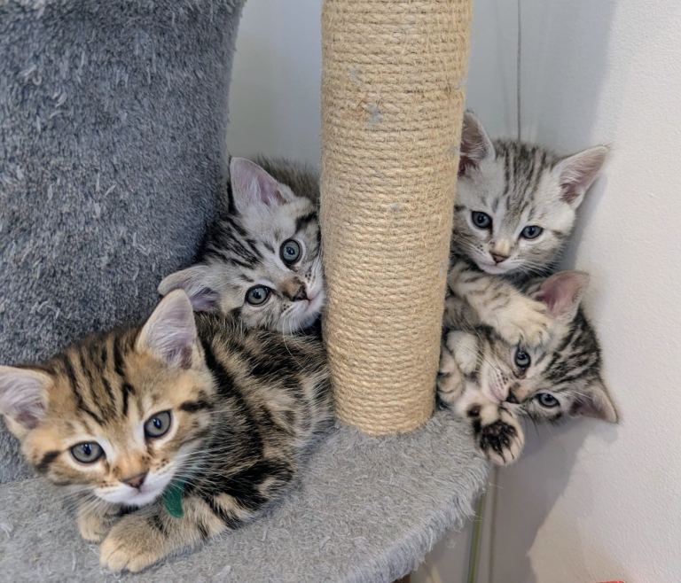 4 Adorable Purebred Bengal Kittens for Sale
