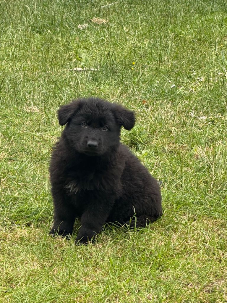 READY NOW German shepherd puppies 