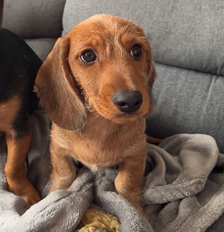 Puppy needs a home asap