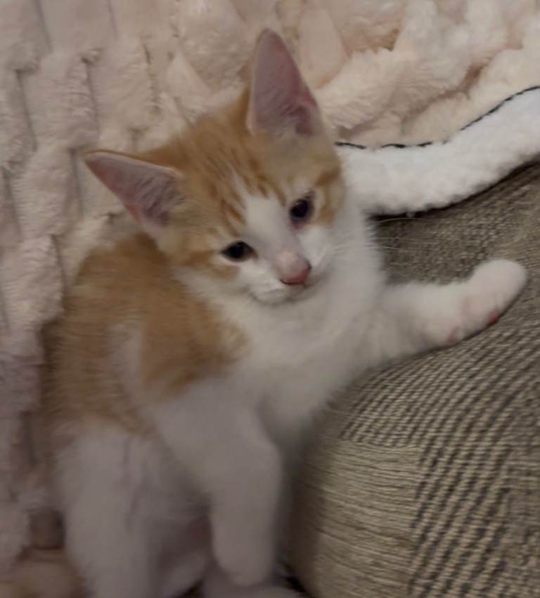 Kittens 