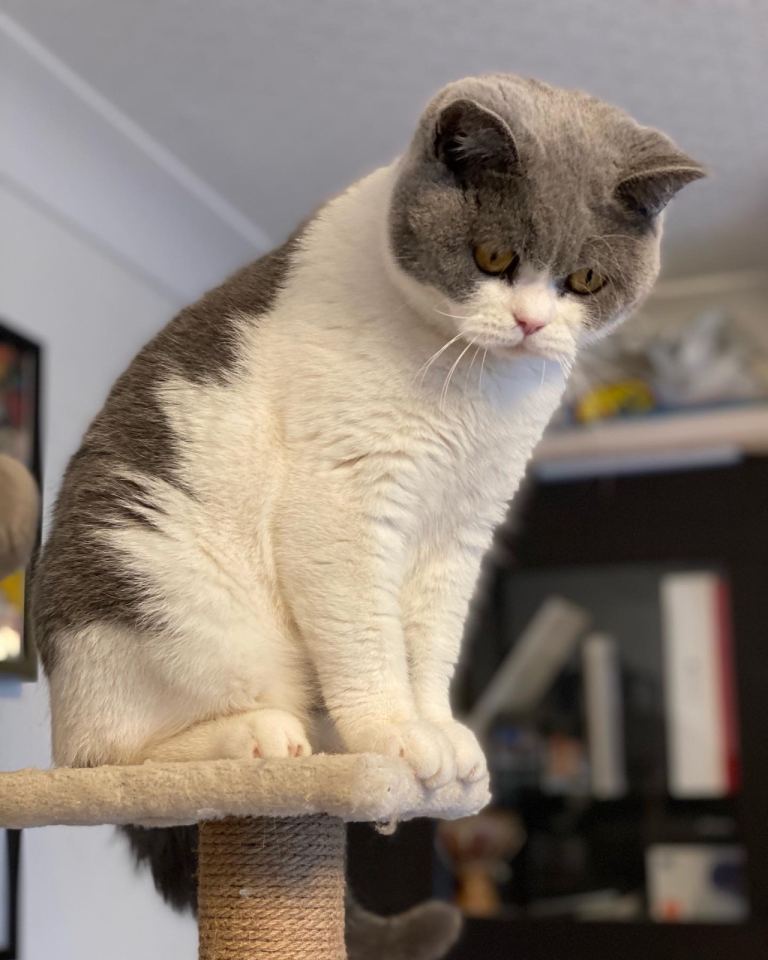 British shoirthair females 