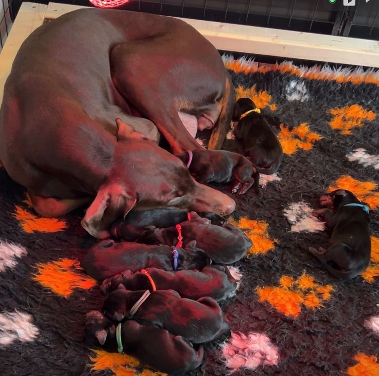 9 Doberman puppies 
