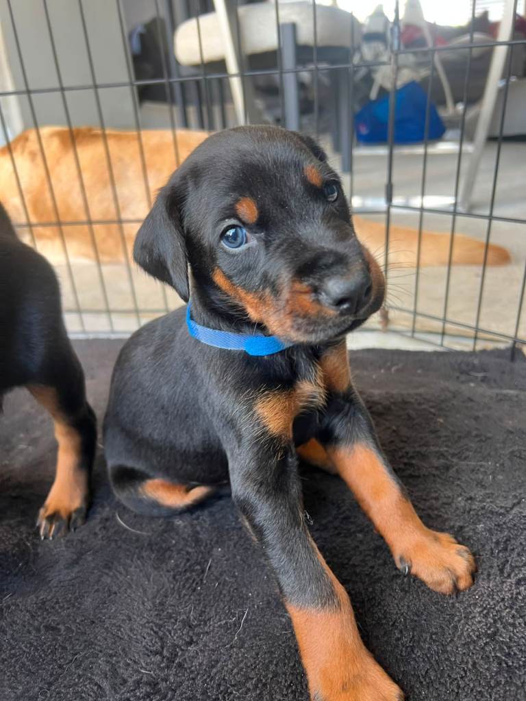 ABSOLUTELY STUNNING DOBERMAN PUPPIES FOR SALE