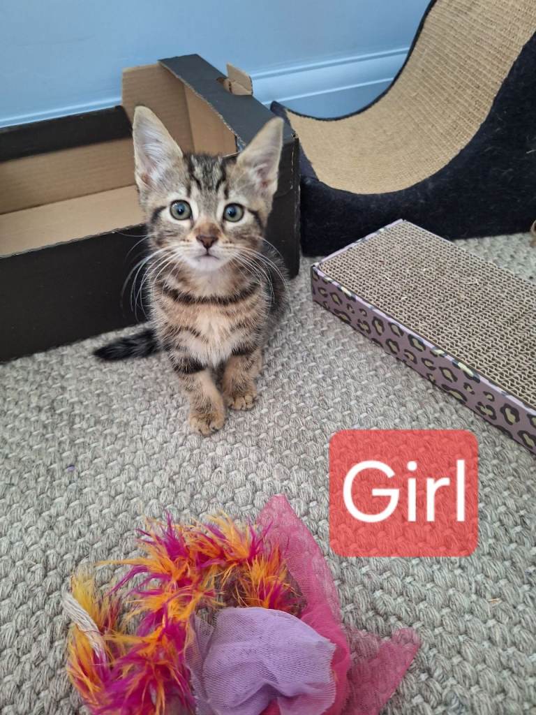 Lovely kittens for sale 