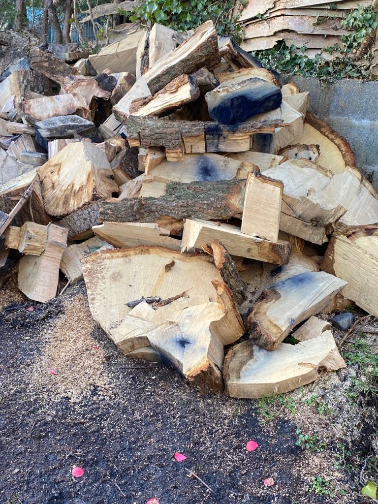 Freshly cut oak logs 