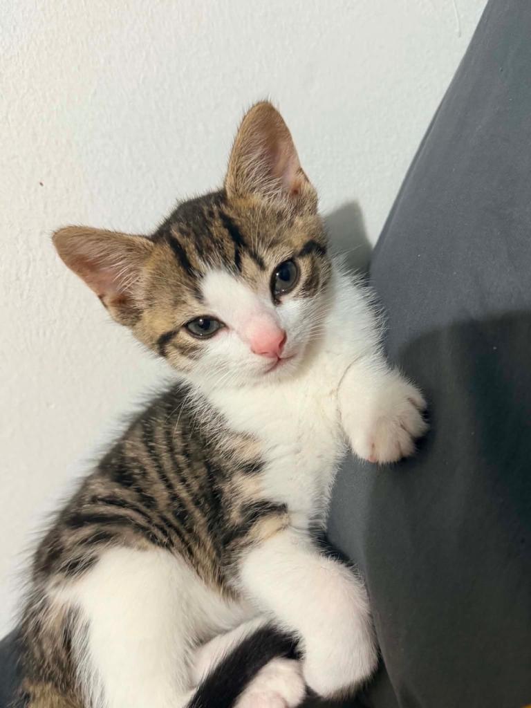 female kitten