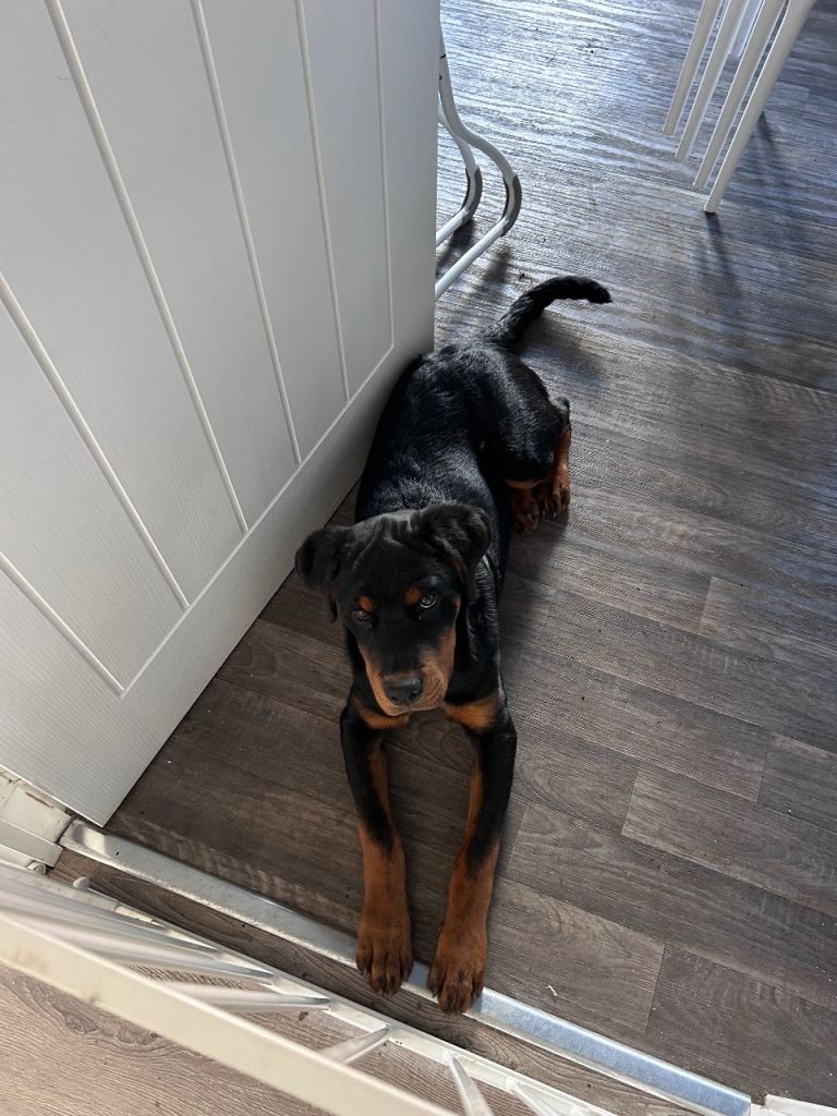 Rottie pup for sale