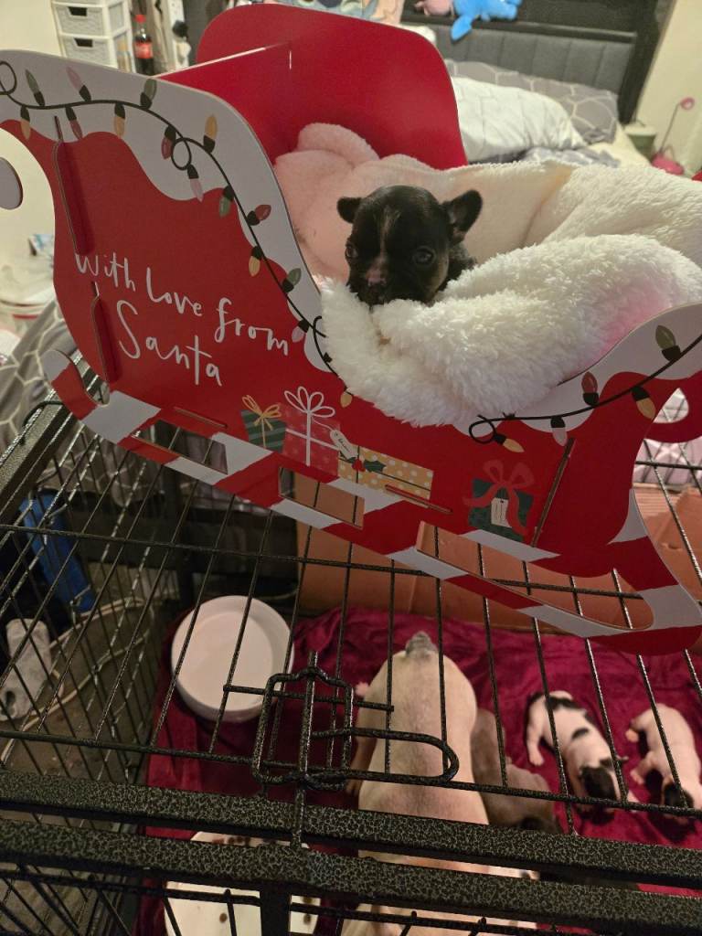 French bulldog pups for sale 
