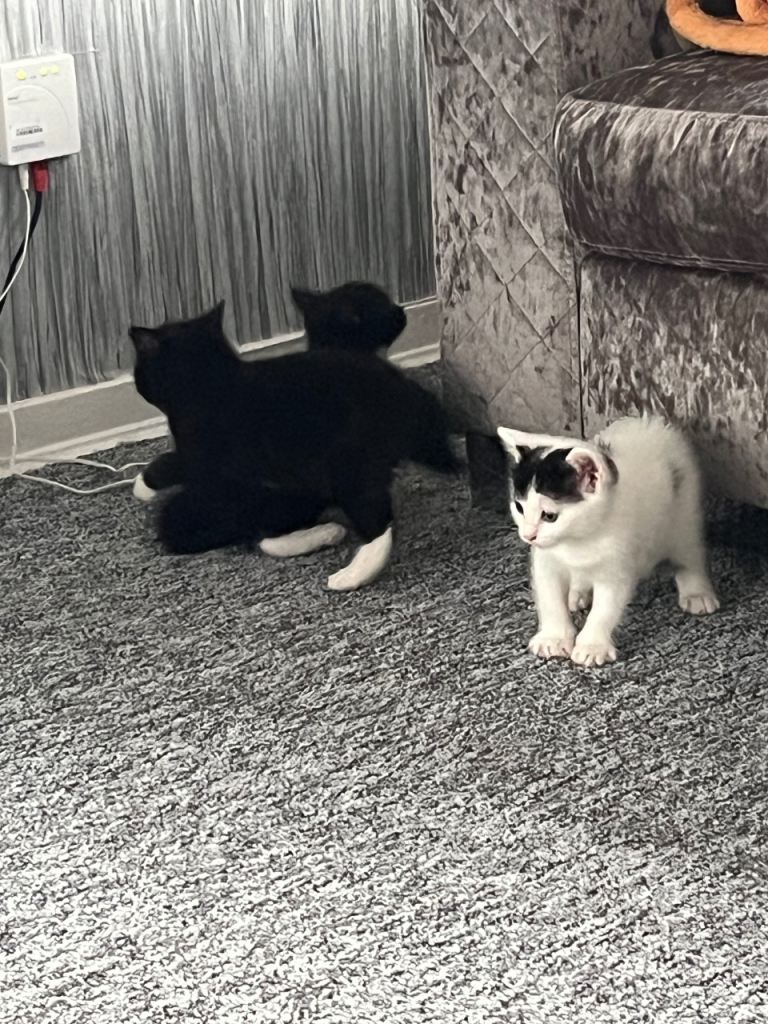 Kittens