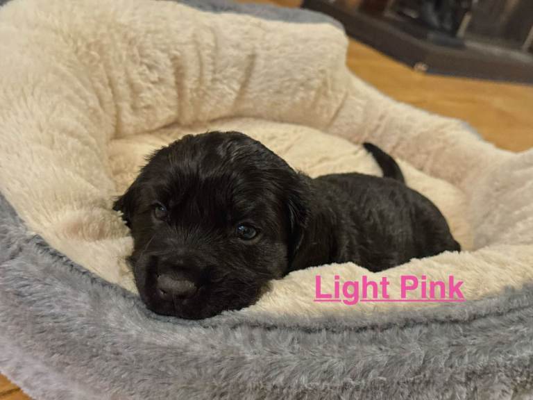 Cocker Spaniel Puppies 