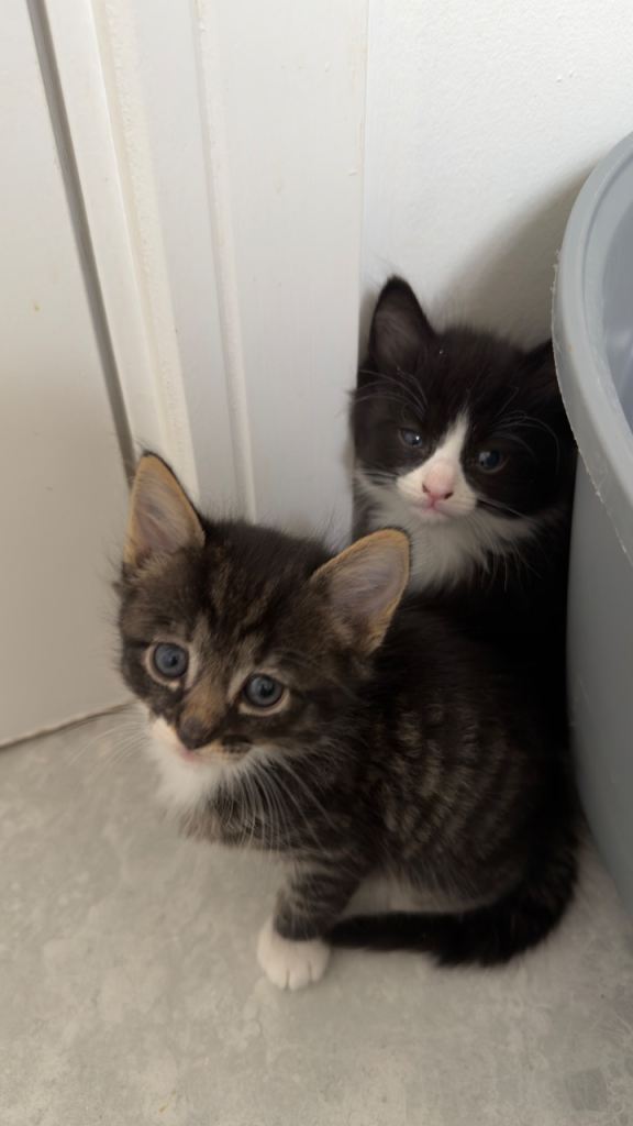 Gorgeous kittens for sale 