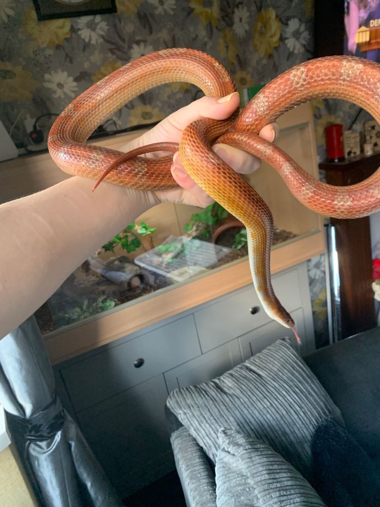 Cornsnake with full vivarium