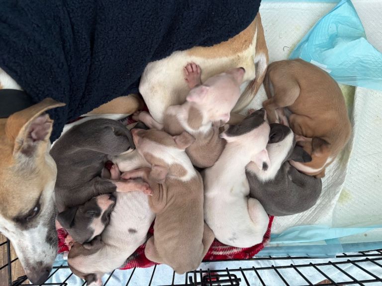 Gorgeous whippet pups!!