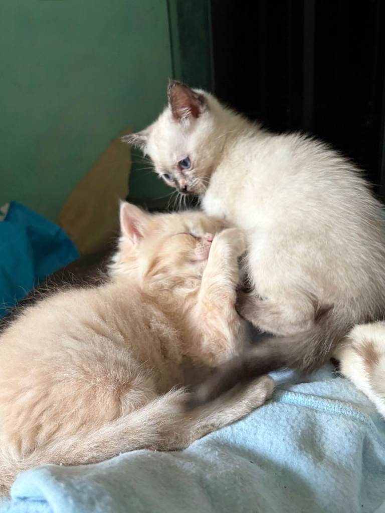 2 gorgeous Ragdoll cross kittens 