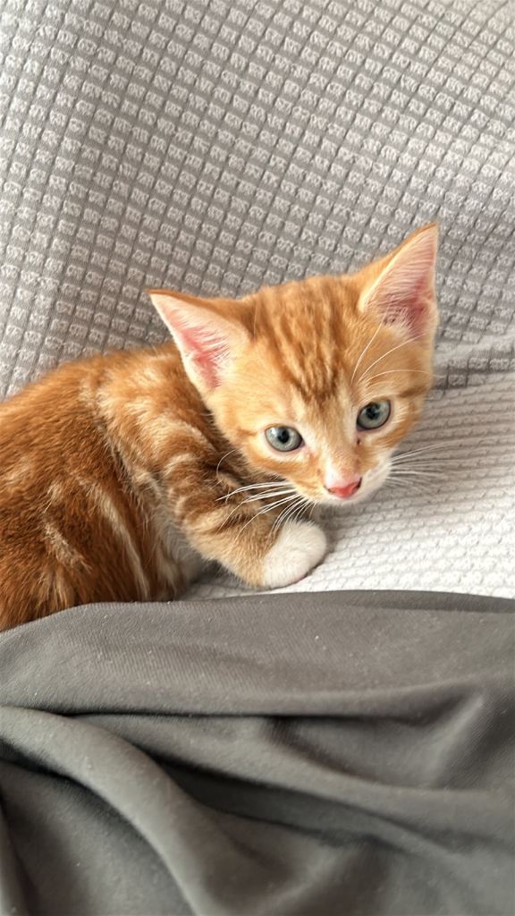 Beautiful British Shorthair Kitten