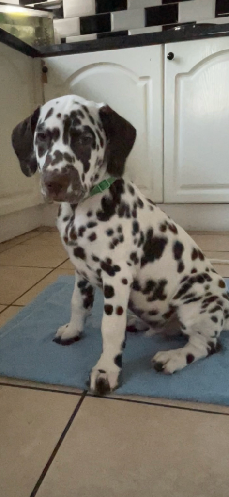 Stunning Liver Spot Male Dalmatian for Sale