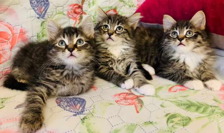 Sweet Maine Coon Kittens For Sale 