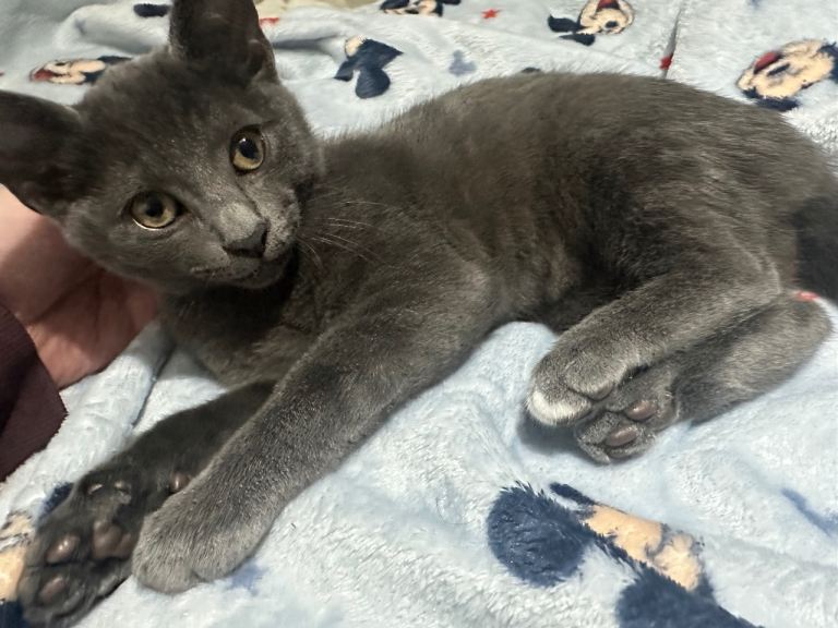 3 month old grey female kitten