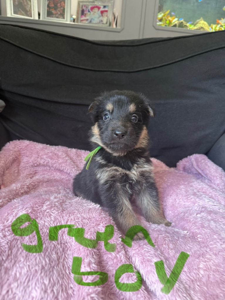 6 beautiful German shepherd pups for sale 