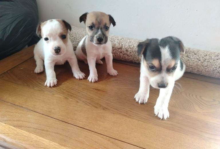 Mini jack Russell puppies 
