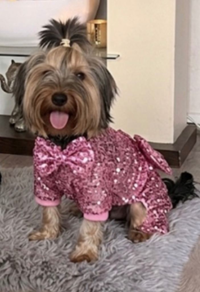 ❣️🐾Yorkshire Terrier puppies🐾❣️