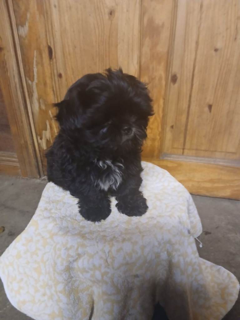 Shih tzu Pups