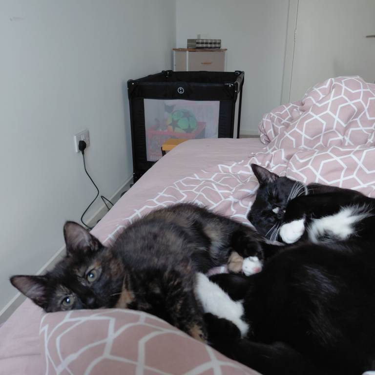 Male cat and female kitten 