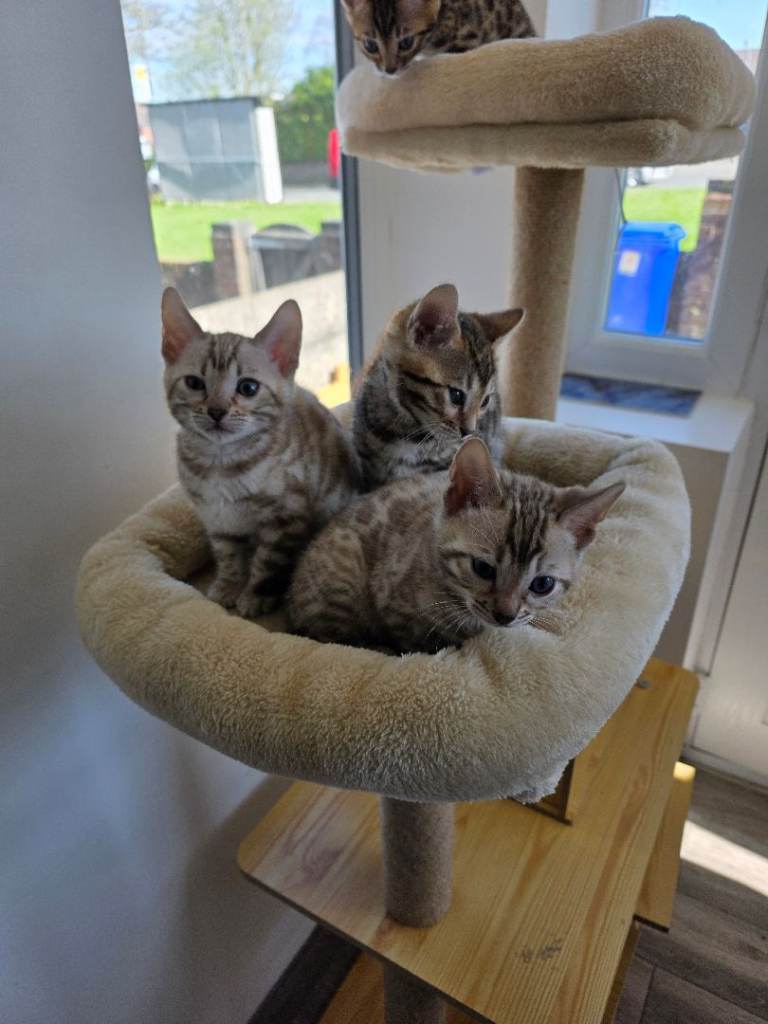 Bengal Kittens