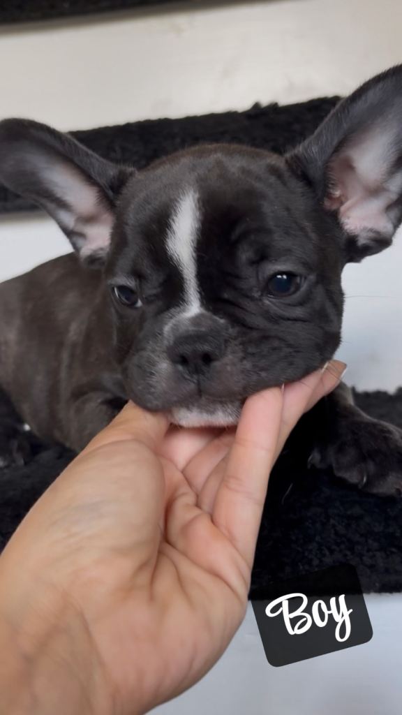 French Bulldog Puppies – Remaining Puppies 🐾
