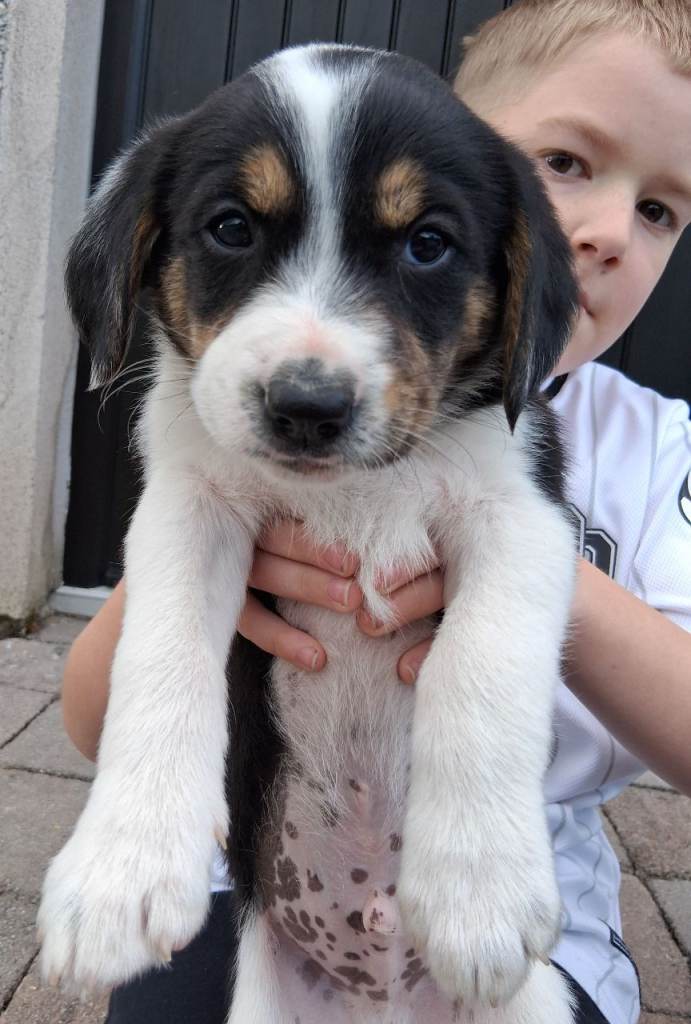 Collie-Beagle Pups