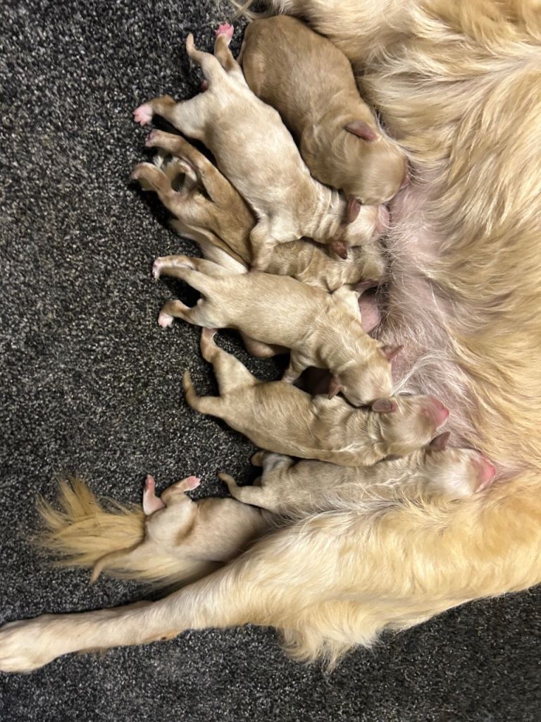 F1 goldendoodles for sale