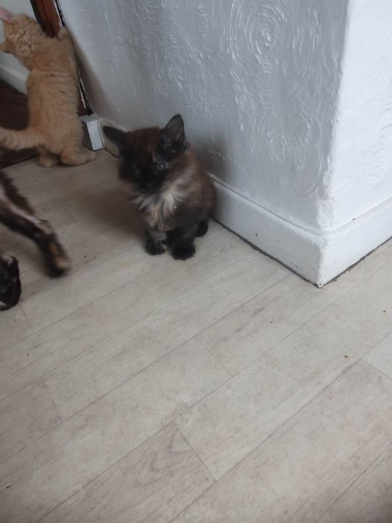 Cats