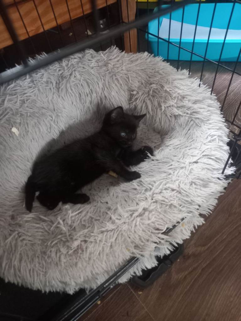 Black kittens