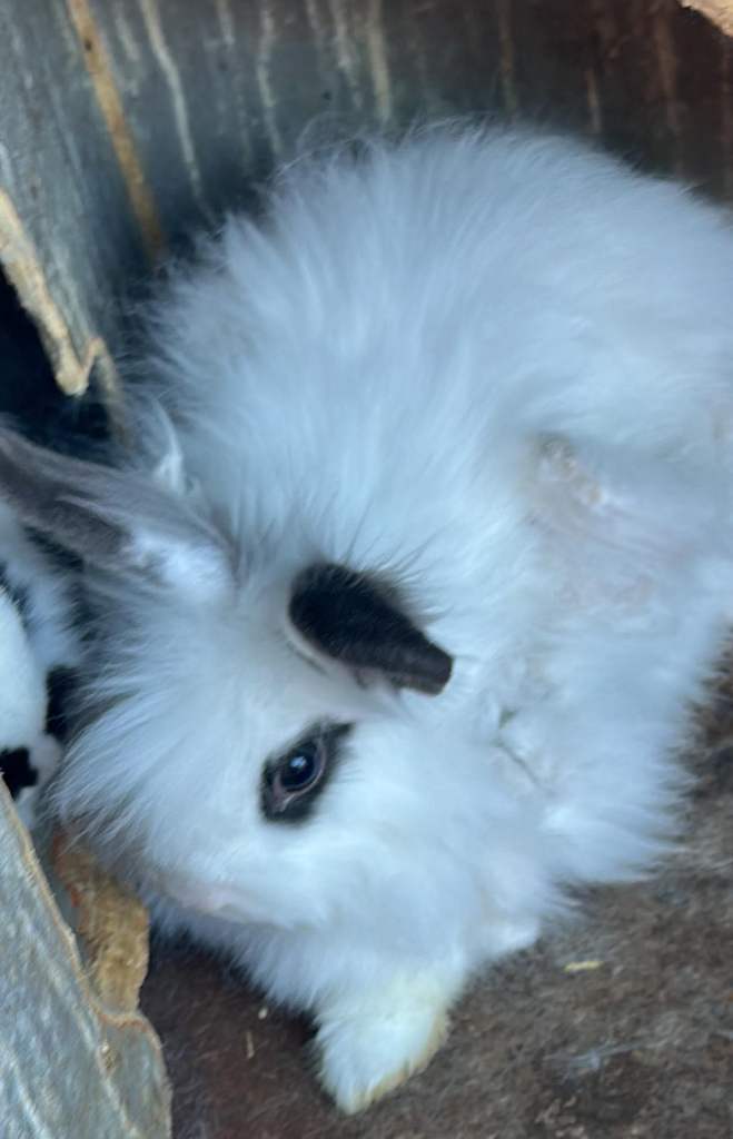 Rabbits for Sale 